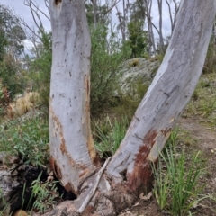 Eucalyptus rossii at Goulburn, NSW - 18 Aug 2024