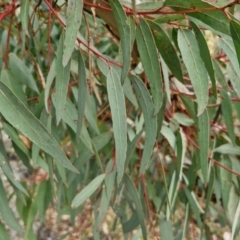 Eucalyptus rossii at Goulburn, NSW - 18 Aug 2024