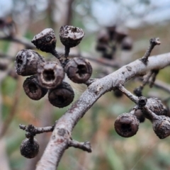 Eucalyptus rossii at Goulburn, NSW - 18 Aug 2024