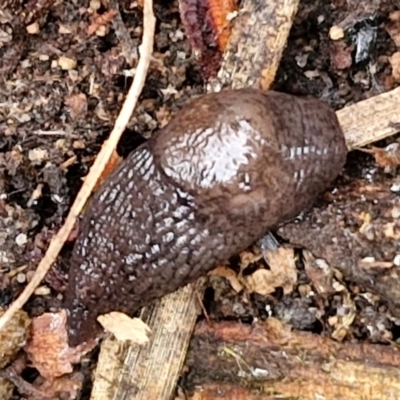 Deroceras reticulatum (Grey Field Slug) at Mount Gray Recreation Reserve, Goulburn - 18 Aug 2024 by trevorpreston