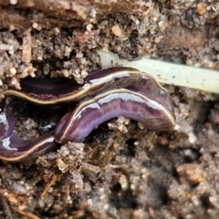 Caenoplana coerulea (Blue Planarian, Blue Garden Flatworm) at Goulburn, NSW - 18 Aug 2024 by trevorpreston