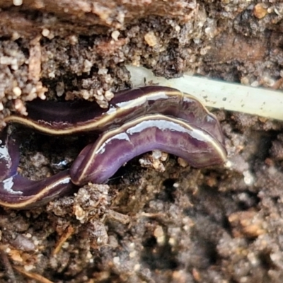 Caenoplana coerulea (Blue Planarian, Blue Garden Flatworm) at Goulburn, NSW - 18 Aug 2024 by trevorpreston