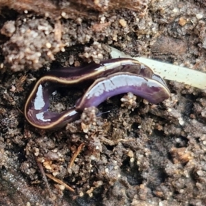 Caenoplana coerulea at Goulburn, NSW - 18 Aug 2024 12:50 PM