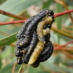 Perginae sp. (subfamily) at Goulburn, NSW - 18 Aug 2024 12:49 PM