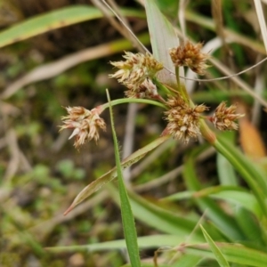 Luzula meridionalis at Goulburn, NSW - 18 Aug 2024