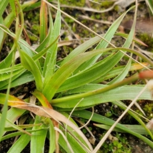 Luzula meridionalis at Goulburn, NSW - 18 Aug 2024