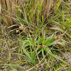 Luzula meridionalis at Goulburn, NSW - 18 Aug 2024