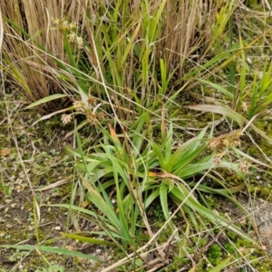 Luzula meridionalis at Goulburn, NSW - 18 Aug 2024 12:48 PM