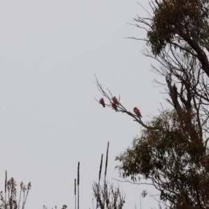 Eolophus roseicapilla at Rendezvous Creek, ACT - 20 Jul 2024 12:21 PM