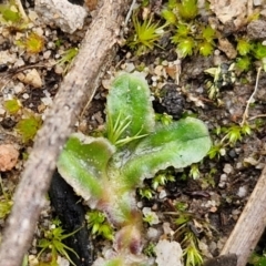 Unidentified Moss, Liverwort or Hornwort at Goulburn, NSW - 18 Aug 2024 by trevorpreston