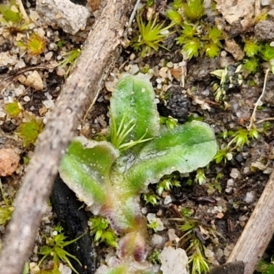 Unidentified Moss, Liverwort or Hornwort at Goulburn, NSW - 18 Aug 2024 by trevorpreston