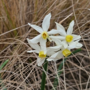 Narcissus tazetta at Goulburn, NSW - 18 Aug 2024