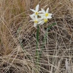 Narcissus tazetta at Goulburn, NSW - 18 Aug 2024