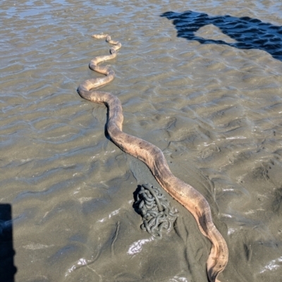 Unidentified Snake at Dundowran Beach, QLD - 18 Aug 2024 by BlueBowerArt