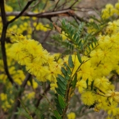 Acacia terminalis (Sunshine Wattle) at Goulburn, NSW - 18 Aug 2024 by trevorpreston