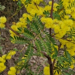 Acacia terminalis at Goulburn, NSW - 18 Aug 2024