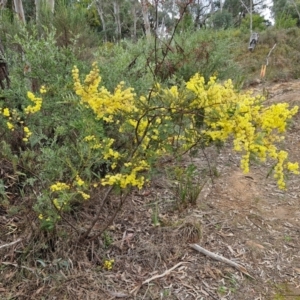 Acacia terminalis at Goulburn, NSW - 18 Aug 2024