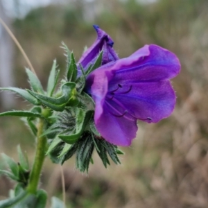 Echium plantagineum at Goulburn, NSW - 18 Aug 2024 12:43 PM