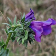 Echium plantagineum at Goulburn, NSW - 18 Aug 2024 12:43 PM