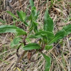 Echium plantagineum at Goulburn, NSW - 18 Aug 2024