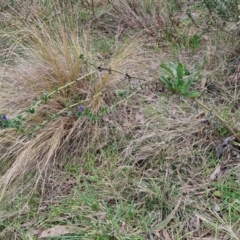 Echium plantagineum at Goulburn, NSW - 18 Aug 2024