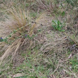 Echium plantagineum at Goulburn, NSW - 18 Aug 2024 12:43 PM