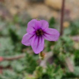 Erodium brachycarpum at Goulburn, NSW - 18 Aug 2024