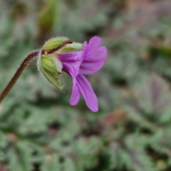 Erodium brachycarpum at Goulburn, NSW - 18 Aug 2024