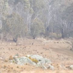 Macropus giganteus (Eastern Grey Kangaroo) at Rendezvous Creek, ACT - 20 Jul 2024 by JimL