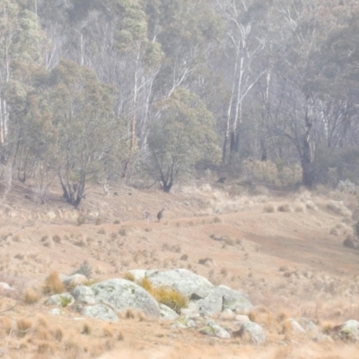 Macropus giganteus (Eastern Grey Kangaroo) at Rendezvous Creek, ACT - 20 Jul 2024 by JimL