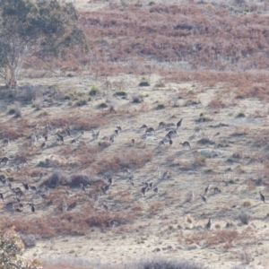 Macropus giganteus at Rendezvous Creek, ACT - 20 Jul 2024