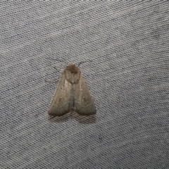 Leucania uda (A Noctuid moth) at McKellar, ACT - 18 Aug 2024 by Amata