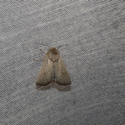 Leucania uda (A Noctuid moth) at McKellar, ACT - 18 Aug 2024 by Amata