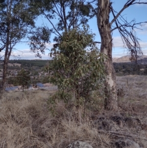 Brachychiton populneus at Chisholm, ACT - 18 Aug 2024