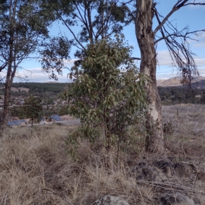 Brachychiton populneus (Kurrajong) at Chisholm, ACT - 18 Aug 2024 by PatMASH