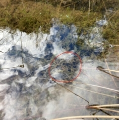 Crinia sp. (genus) at The Angle, NSW - suppressed