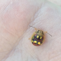 Paropsisterna gloriosa (Glorious eucalyptus leaf beetle) at Talbingo, NSW - 27 Dec 2022 by ejsb