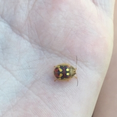 Paropsisterna gloriosa at Talbingo, NSW - 27 Dec 2022