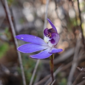 Cyanicula caerulea at Denman Prospect, ACT - 18 Aug 2024