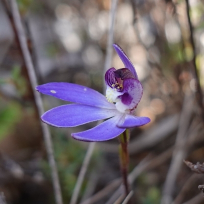 Cyanicula caerulea (Blue Fingers, Blue Fairies) at Denman Prospect, ACT - 18 Aug 2024 by RobG1