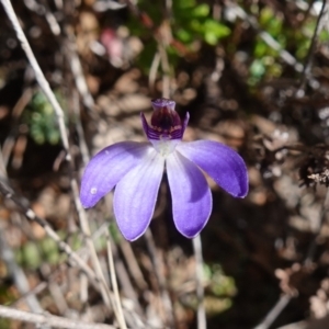 Cyanicula caerulea at Denman Prospect, ACT - 18 Aug 2024