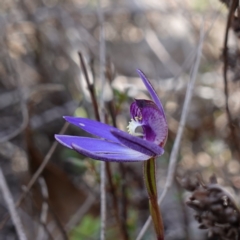 Cyanicula caerulea at Denman Prospect, ACT - 18 Aug 2024