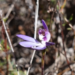 Cyanicula caerulea at Denman Prospect, ACT - 18 Aug 2024