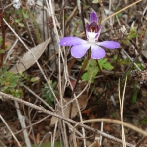 Cyanicula caerulea at Denman Prospect, ACT - 18 Aug 2024