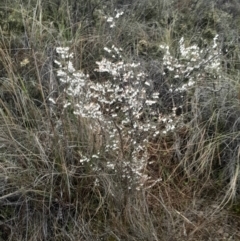 Leucopogon fletcheri subsp. brevisepalus (Twin Flower Beard-Heath) at O'Connor, ACT - 17 Aug 2024 by Venture