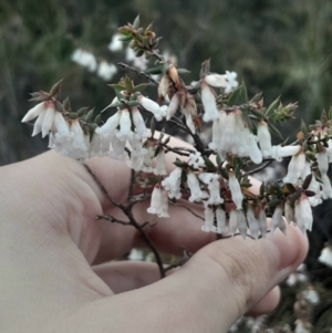 Styphelia fletcheri subsp. brevisepala at O'Connor, ACT - 17 Aug 2024 04:13 PM