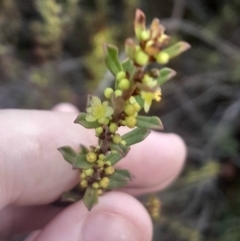 Phyllanthus occidentalis (Thyme Spurge) at O'Connor, ACT - 17 Aug 2024 by Venture