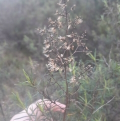 Cassinia quinquefaria at O'Connor, ACT - 17 Aug 2024