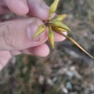 Eucalyptus blakelyi at Bruce, ACT - 17 Aug 2024 03:56 PM