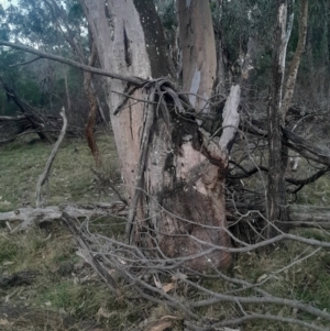 Eucalyptus blakelyi at Bruce, ACT - 17 Aug 2024